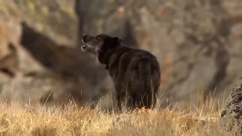 кадр из фильма In the Valley of the Wolves