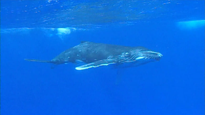 кадр из фильма Mayotte - L'Île De La Lune