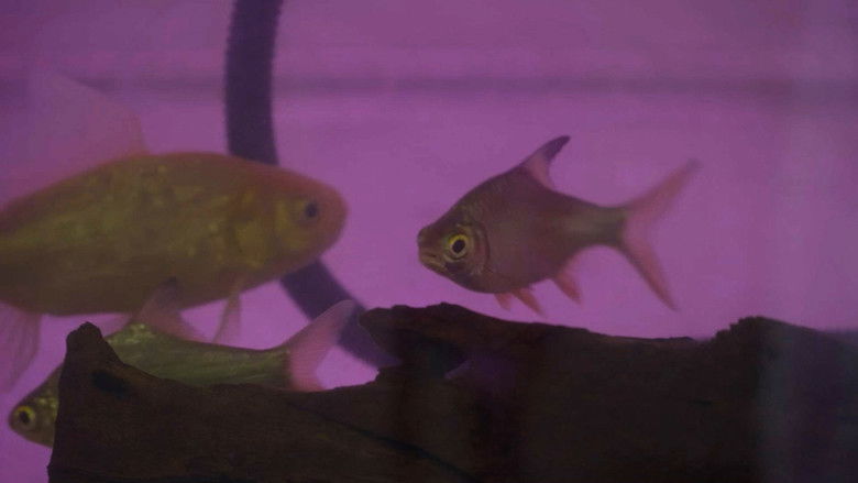 кадр из фильма Ikan Migran