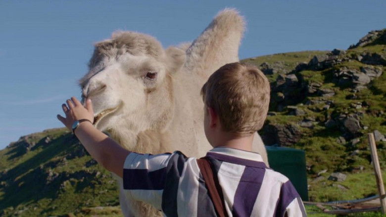 кадр из фильма Мой друг северный верблюд