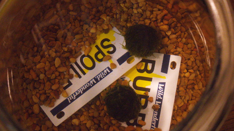 кадр из фильма The Freedom of Uselessness