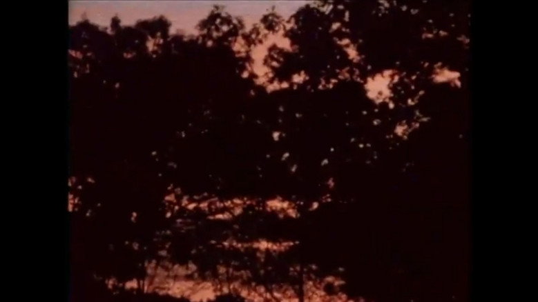 кадр из фильма My Cat, My Garden, and 9/11