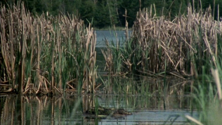 кадр из фильма Elk Island