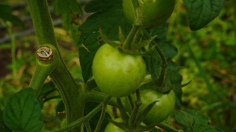 кадр из фильма The Happy Pear: Living Like You're Going To Die