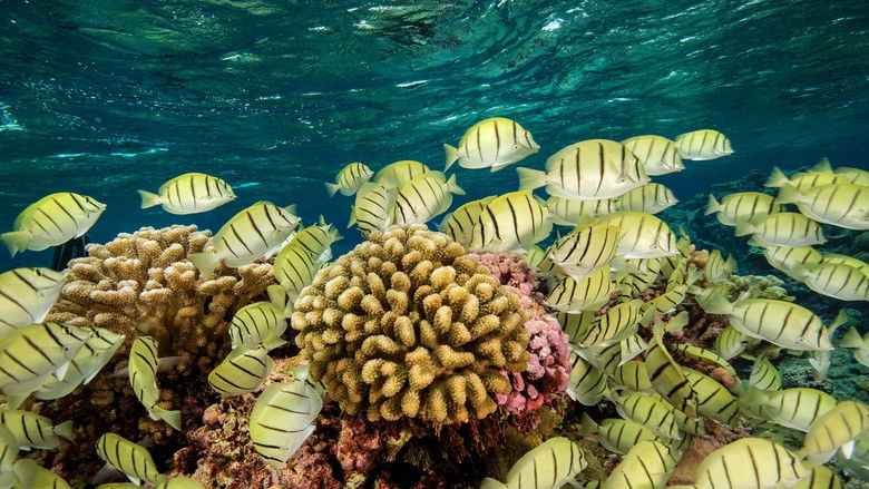 кадр из фильма Ocean Paradise