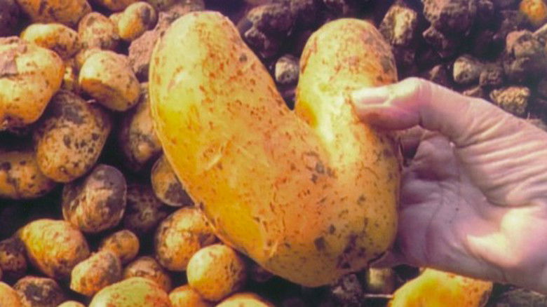 кадр из фильма Собиратели и собирательница