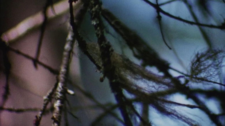 кадр из фильма Concerto for Water, Sun and Wilderness