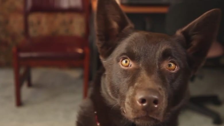кадр из фильма Коко: История рыжего пса