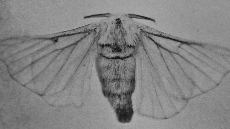 кадр из фильма AFI: I Heard a Voice