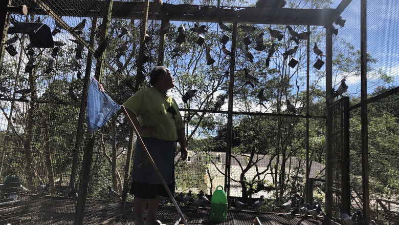 кадр из фильма 賽鴿胖客