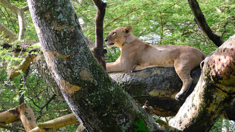 кадр из фильма Lion Queen
