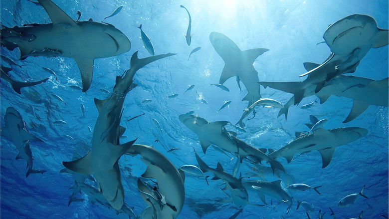 кадр из фильма Океаны