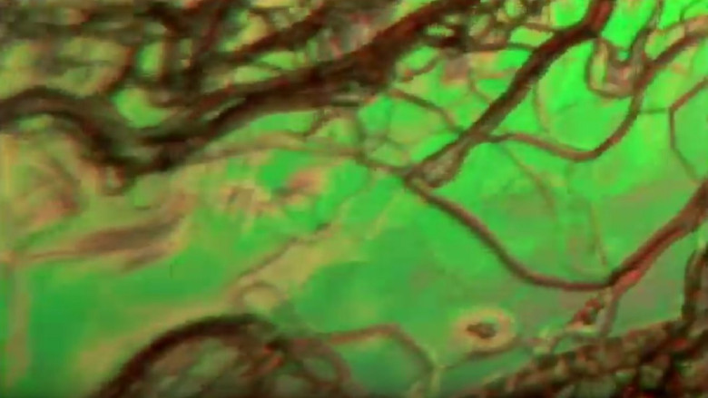 кадр из фильма Cristaux liquides