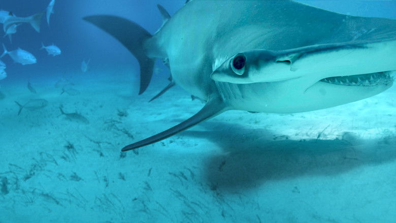 кадр из фильма Mega Hammerhead