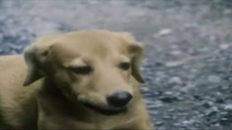 кадр из фильма Боевой Шок