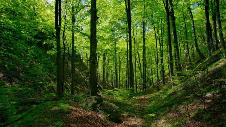 кадр из фильма România neîmblânzită