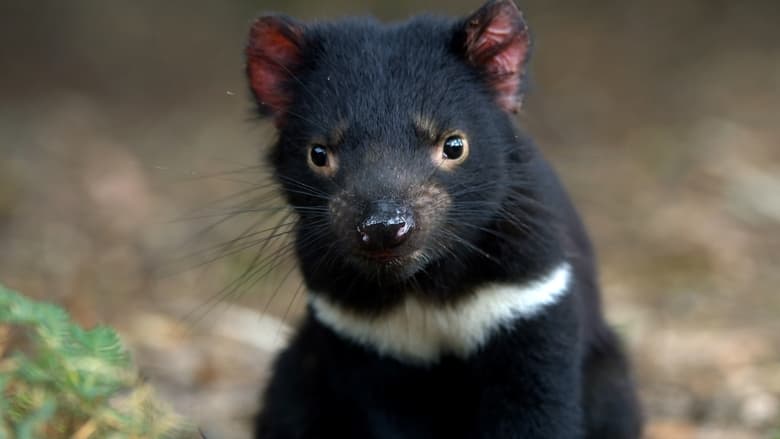 кадр из фильма Living with Devils