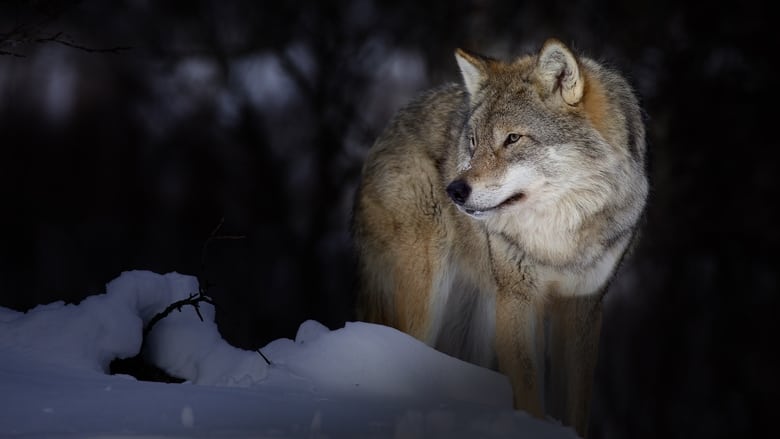 кадр из фильма Wild Lapland