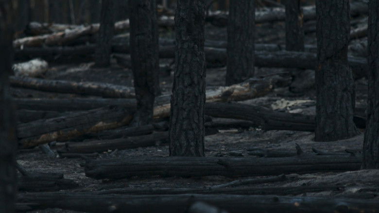 кадр из фильма Немає тіні у лісі