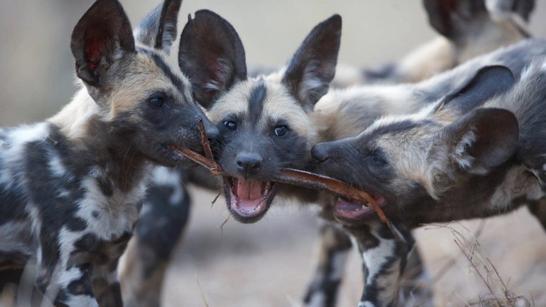 кадр из фильма Dogs in the Land of Lions