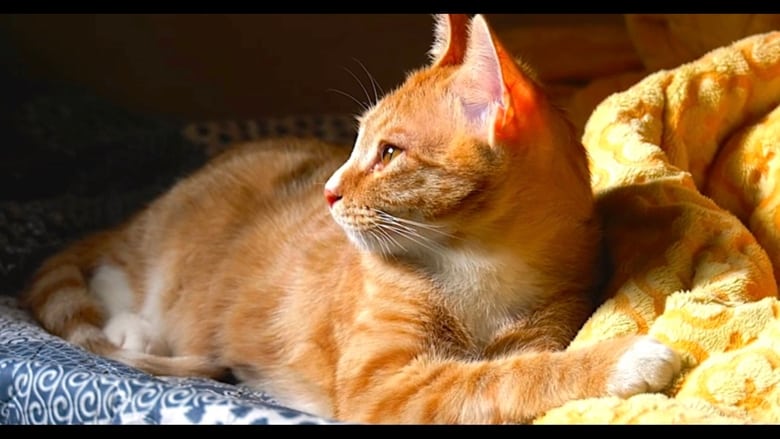 кадр из фильма 고양이 집사