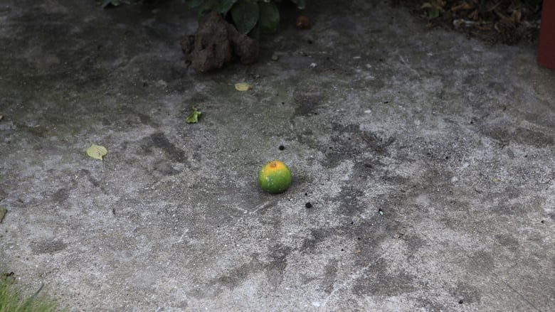 кадр из фильма 비념