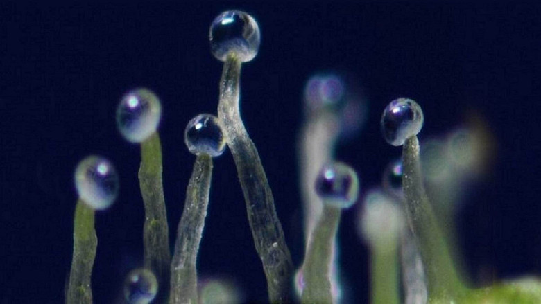 кадр из фильма Что если марихуана лечит рак?