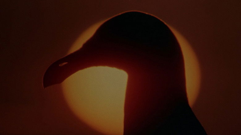 кадр из фильма Чайка по имени Джонатан Ливингстон