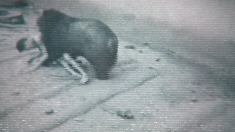 кадр из фильма Faces of Death