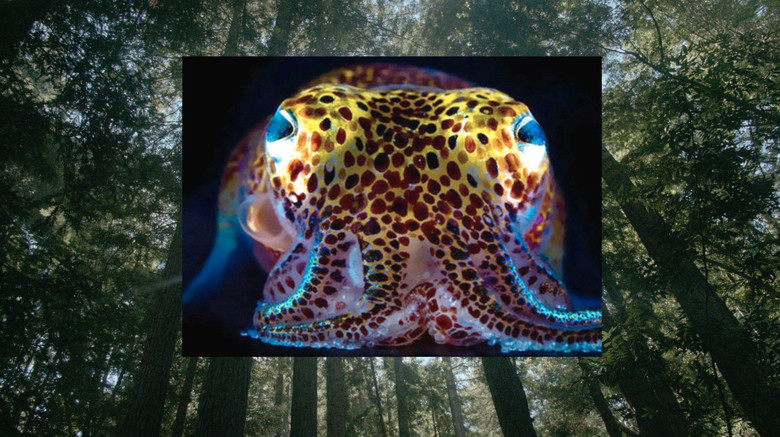 кадр из фильма Донна Харауэй: Рассказывать  истории, чтобы выжить