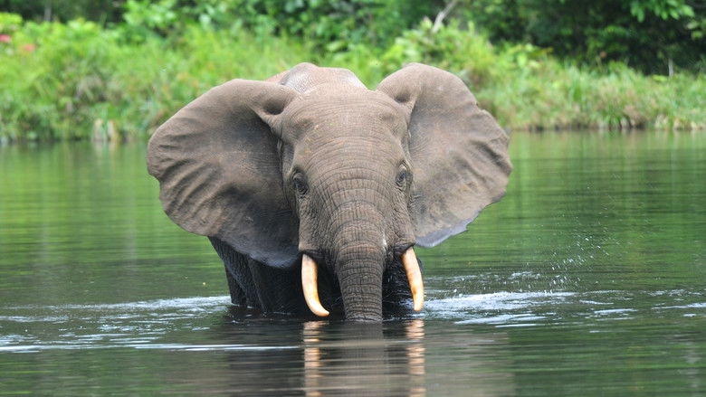 кадр из фильма Silent Forests