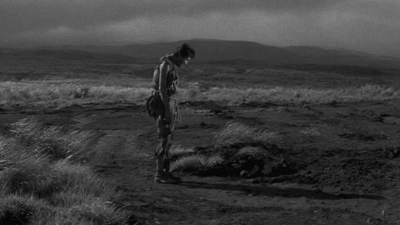 Полевые огни