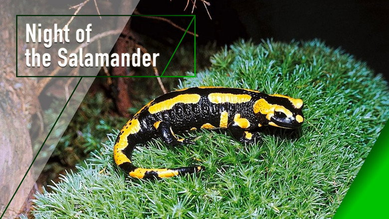 кадр из фильма Night of the Salamander