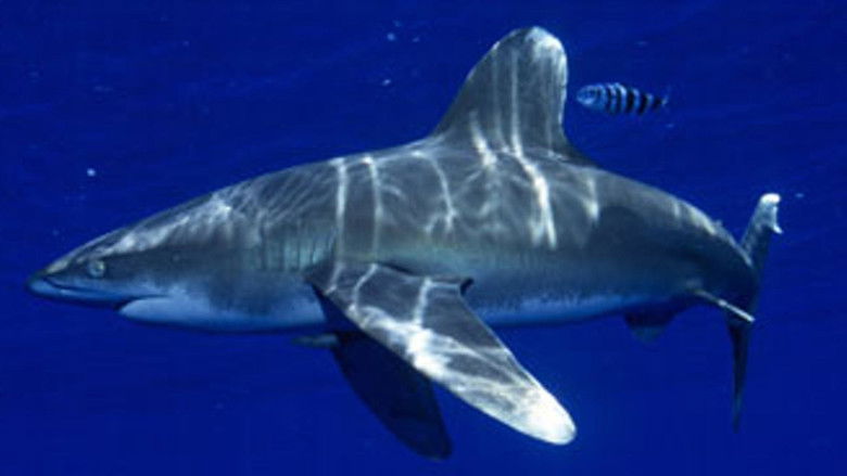 Тайное логово акул