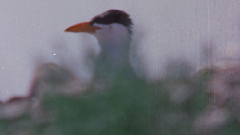 кадр из фильма Pohjoisten metsien äänet