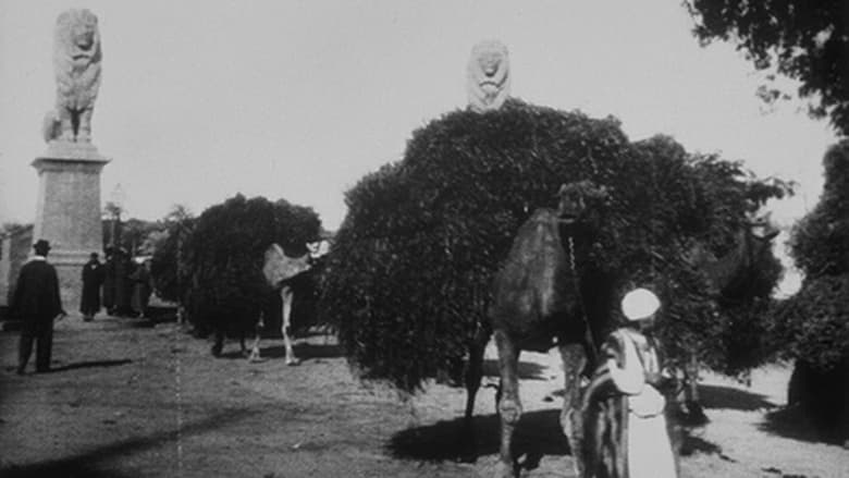 кадр из фильма Le Caire, sortie du pont de Kasr-el-Nil (chameaux)