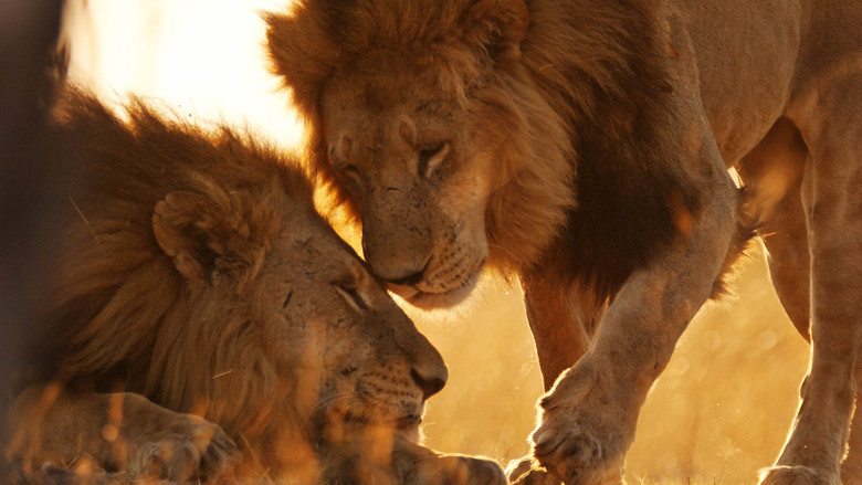 кадр из фильма Wild Botswana