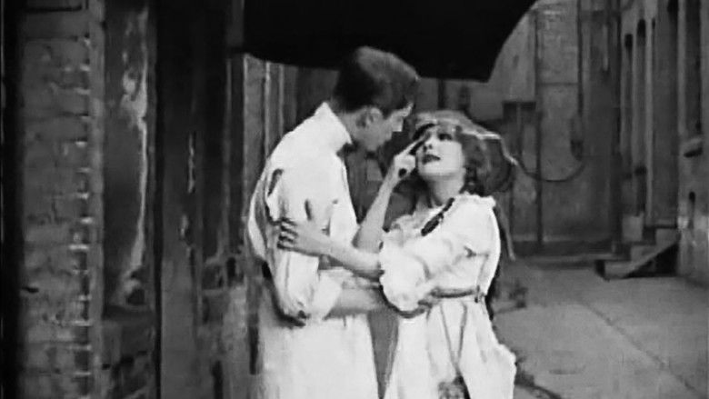 Амарилли с аллеи Клозес-Лайн