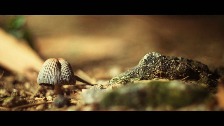 кадр из фильма jardim