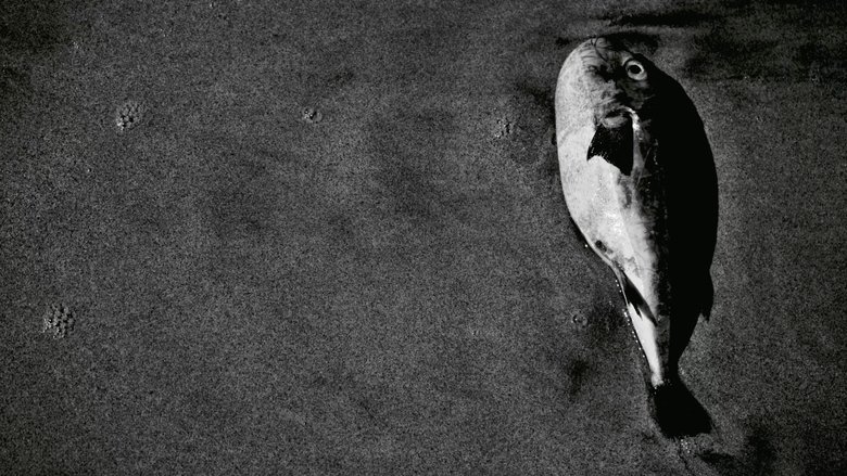 Story of the Fish
