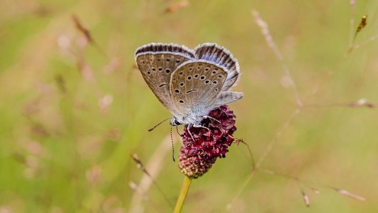 кадр из фильма La Hollande sauvage -  La faune des polders