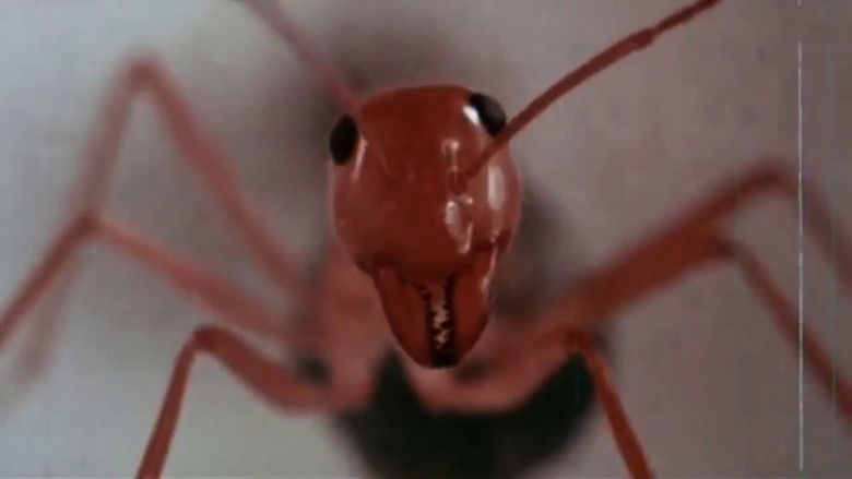 кадр из фильма Фаза 4