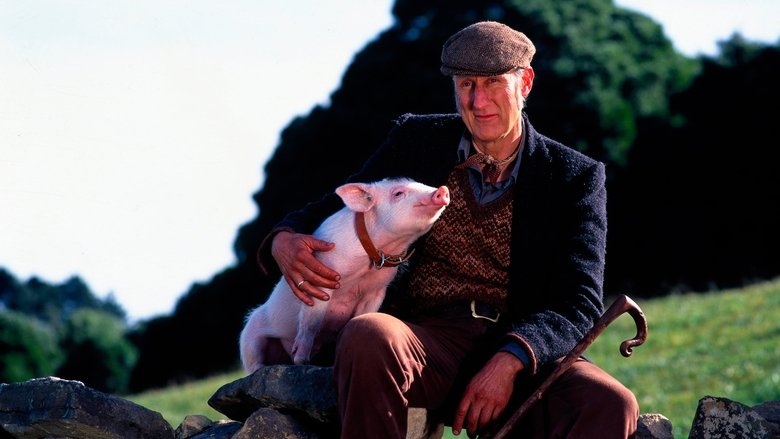 кадр из фильма Бэйб: Четвероногий малыш