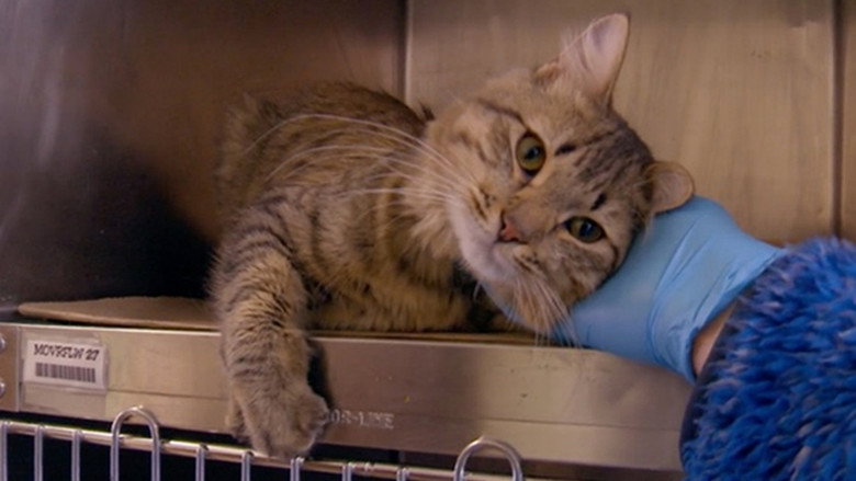 кадр из фильма The Cat Rescuers