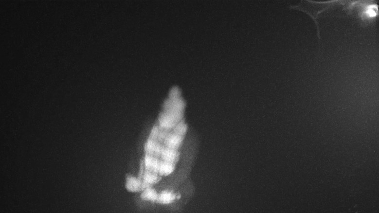 кадр из фильма CASE FILE: HALIFAX MISSINGS