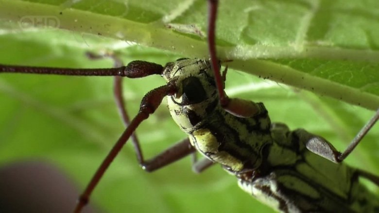 кадр из фильма The Queen of Trees