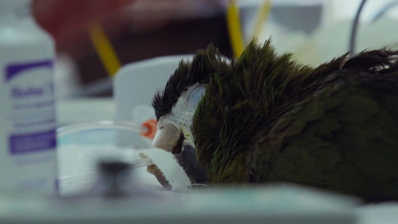 кадр из фильма Sinfonia da Sobrevivência