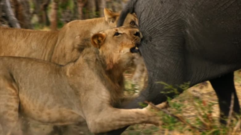 кадр из фильма Africa's Giant Killers