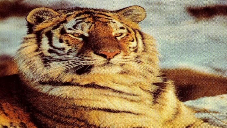 кадр из фильма Tigers of the Snow