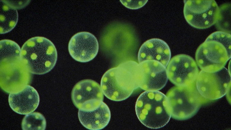 кадр из фильма Last Things